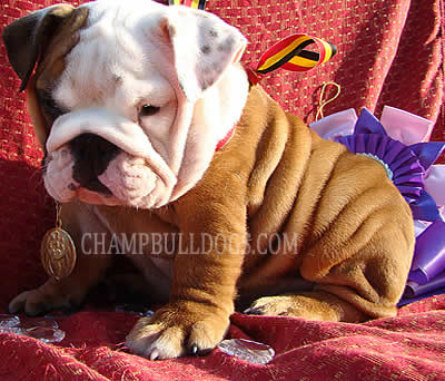English Bulldog pictures